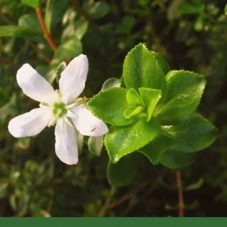 Buchu Leaf ingredient in PressureCalmX